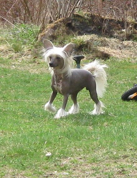 Storken's Fanny Girl