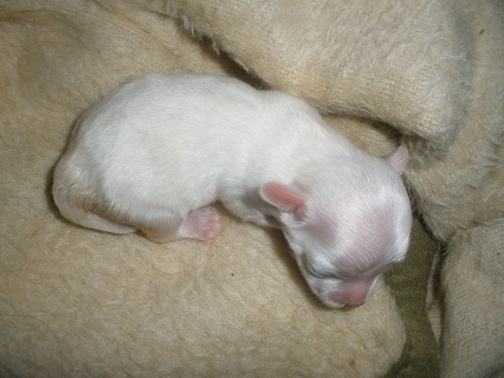 Van de Wielee  Al Maarii Sapphire