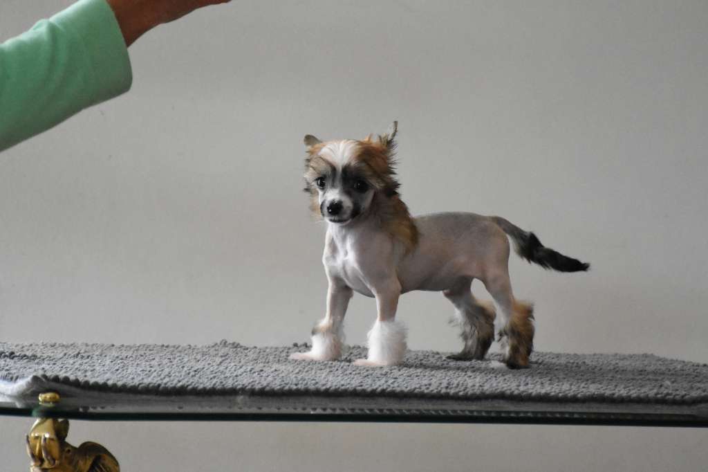 Quarlientje of the loving dols