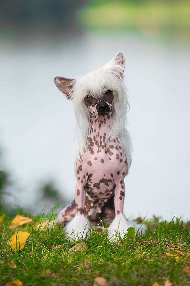 Fiery Fame Kurazh Donna