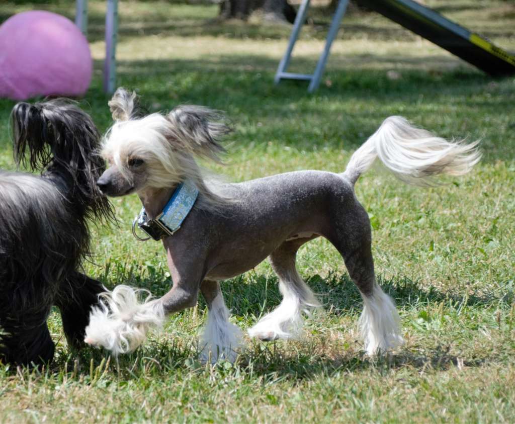 Mona Lisa Ipsi Grand