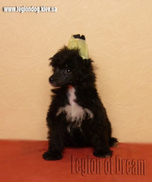 Legion Of Dream Mystic