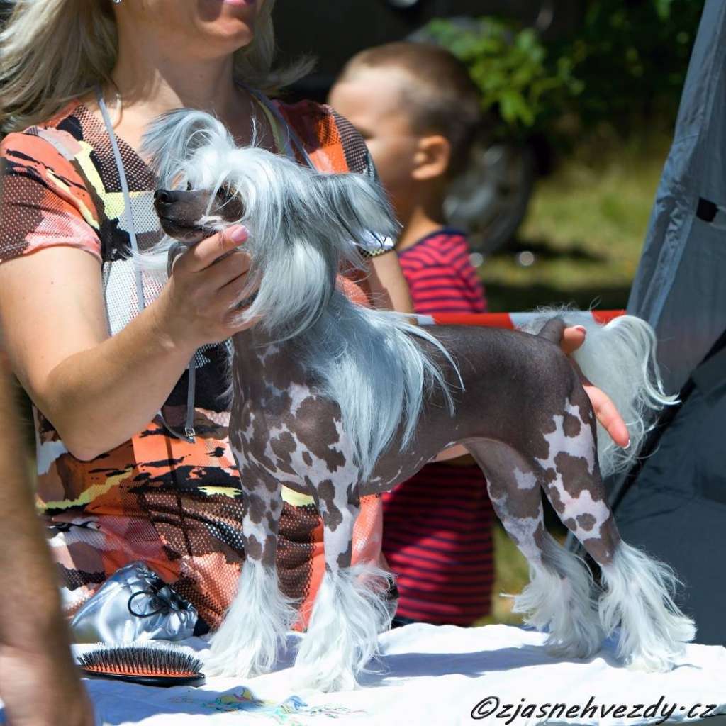 Crestyle Kiss Me Twice HL