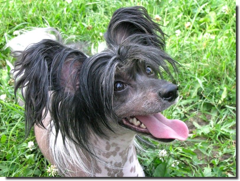 Woodcrest Bronson Moravian Canis 