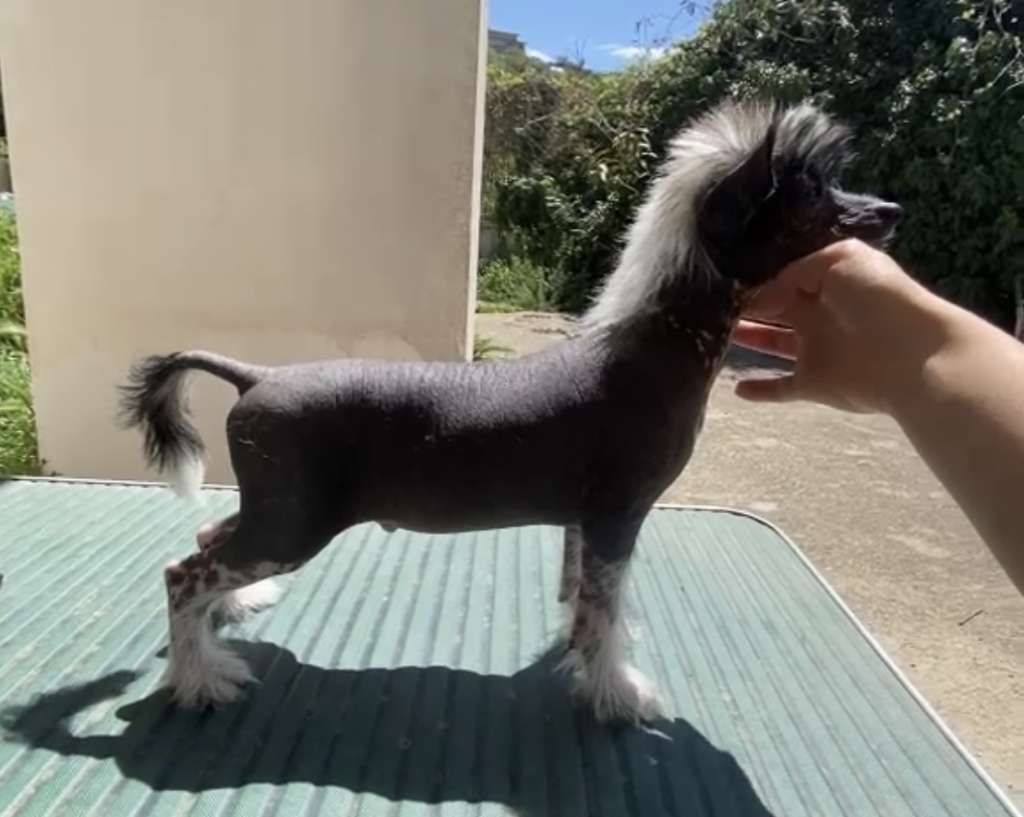 Habanero's Crest Weston