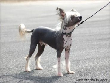 Qu-ya-va's Hai Yu Ye