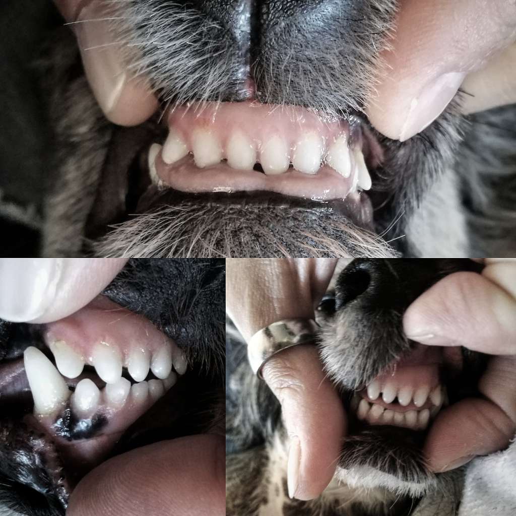 Veseliy Gremlin Winning Smile