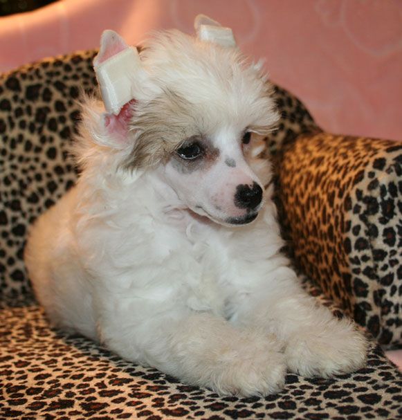 funny boy du pave de varennes