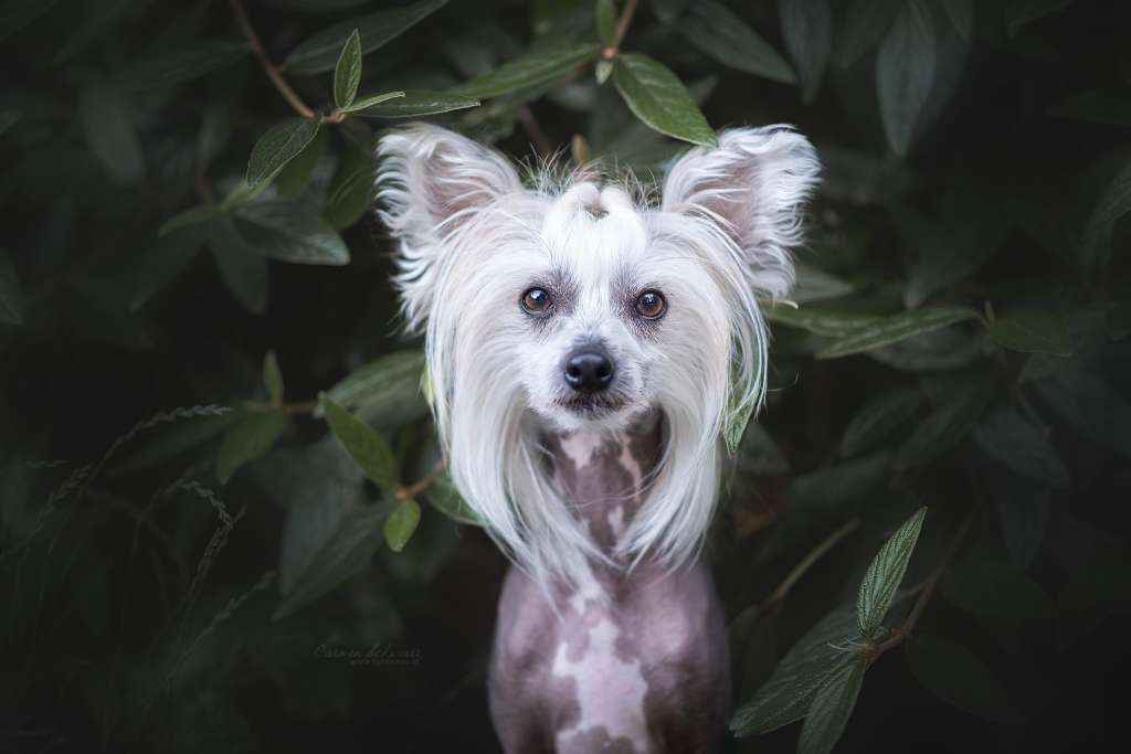 Jack Daniel's Caramella's Family