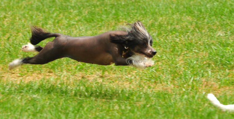 Stillmeadow Saving Grace