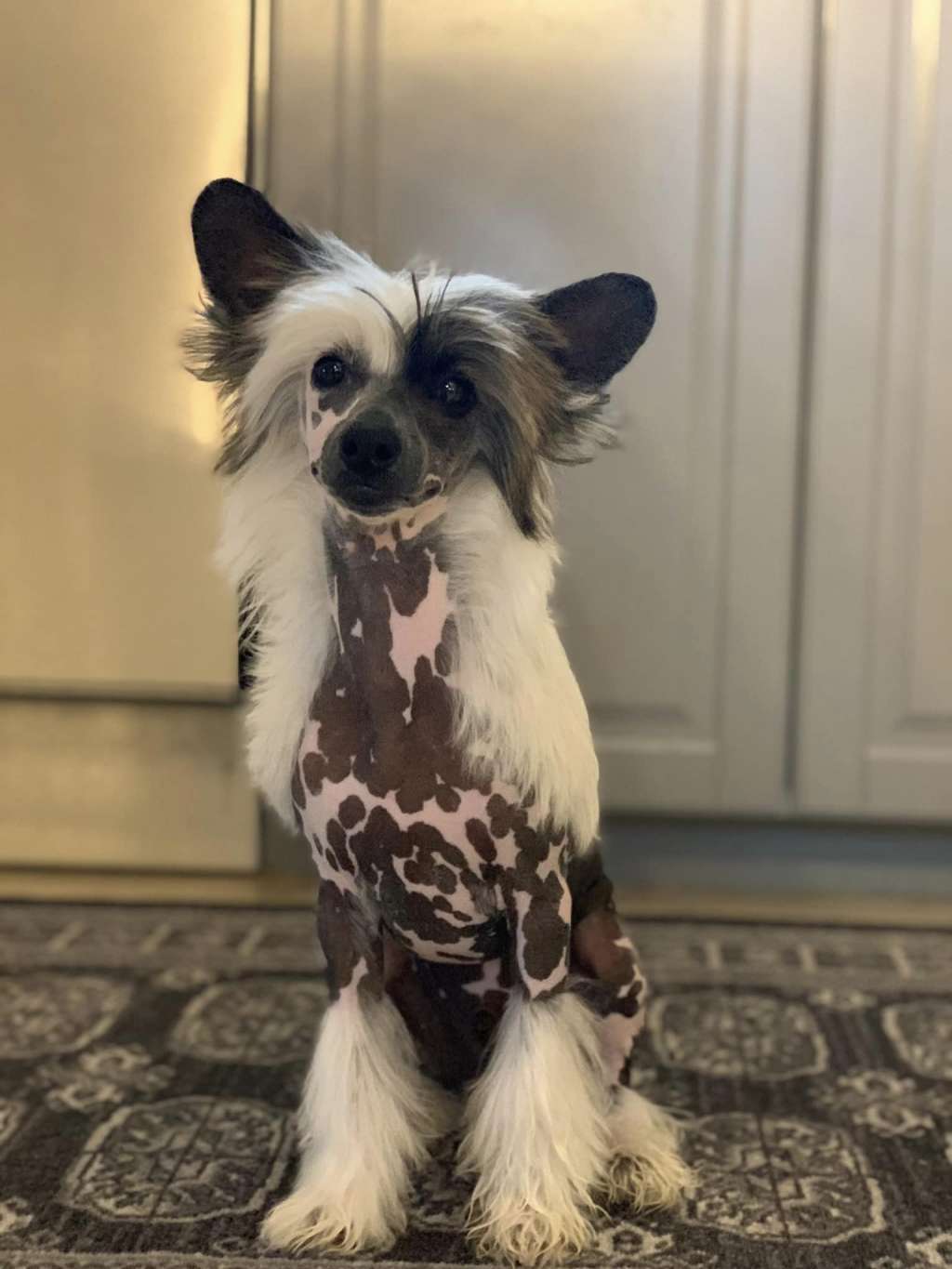 Drömtorpet's Busiga Bertil