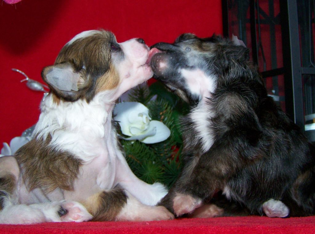 Evidence Gintaro Magija