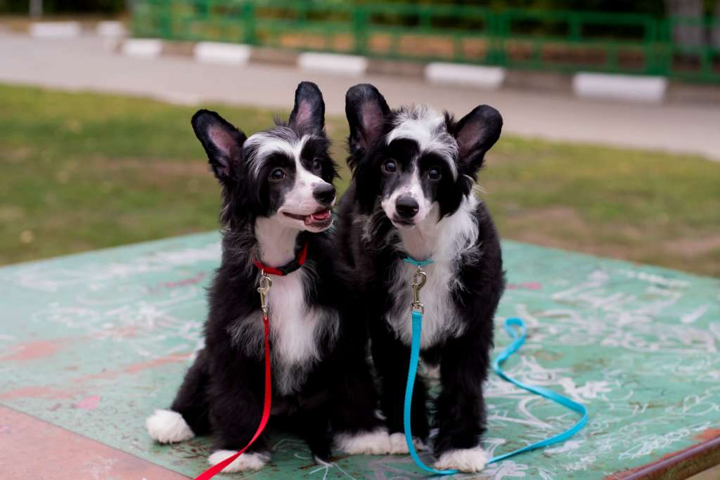 Anna Sky Kennel Hello Kitty