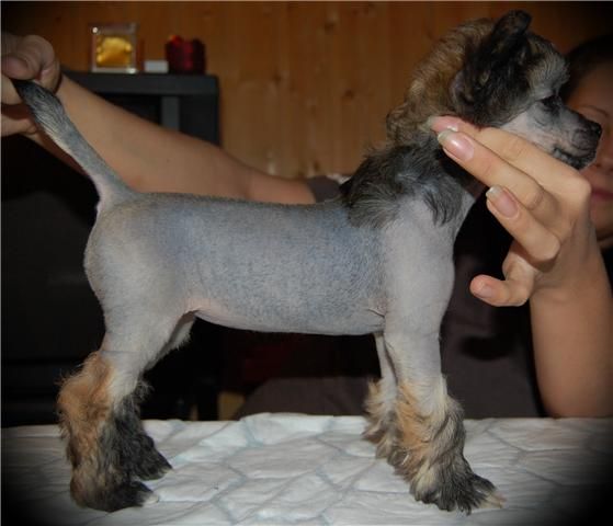 Moelmo's Great Expectations