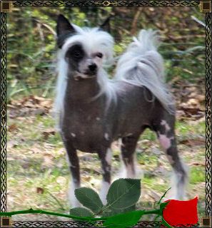 Woodcrest Little Big Man