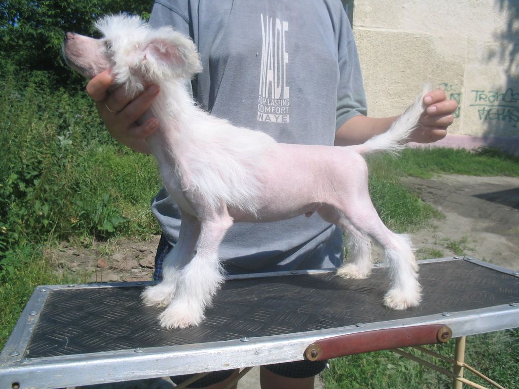 Tamerlan Beshtau Bez Somnen*ja