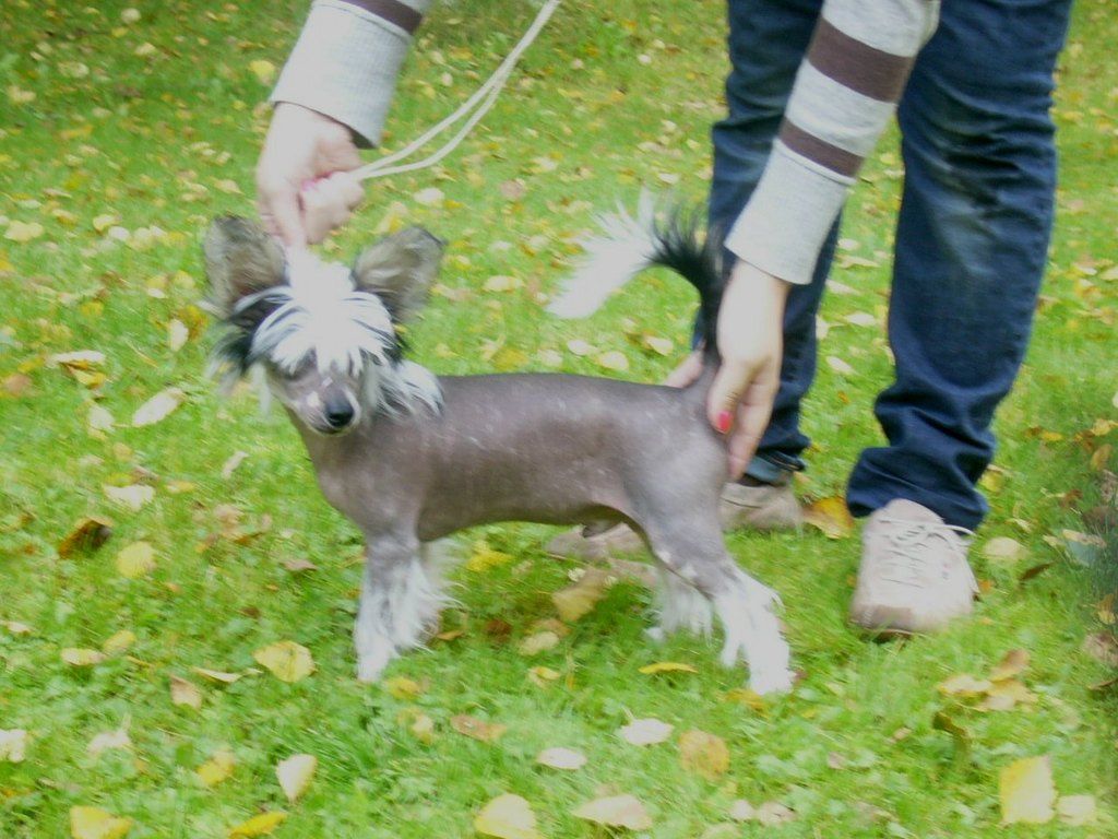 Shadowgame's HD Fat Boy