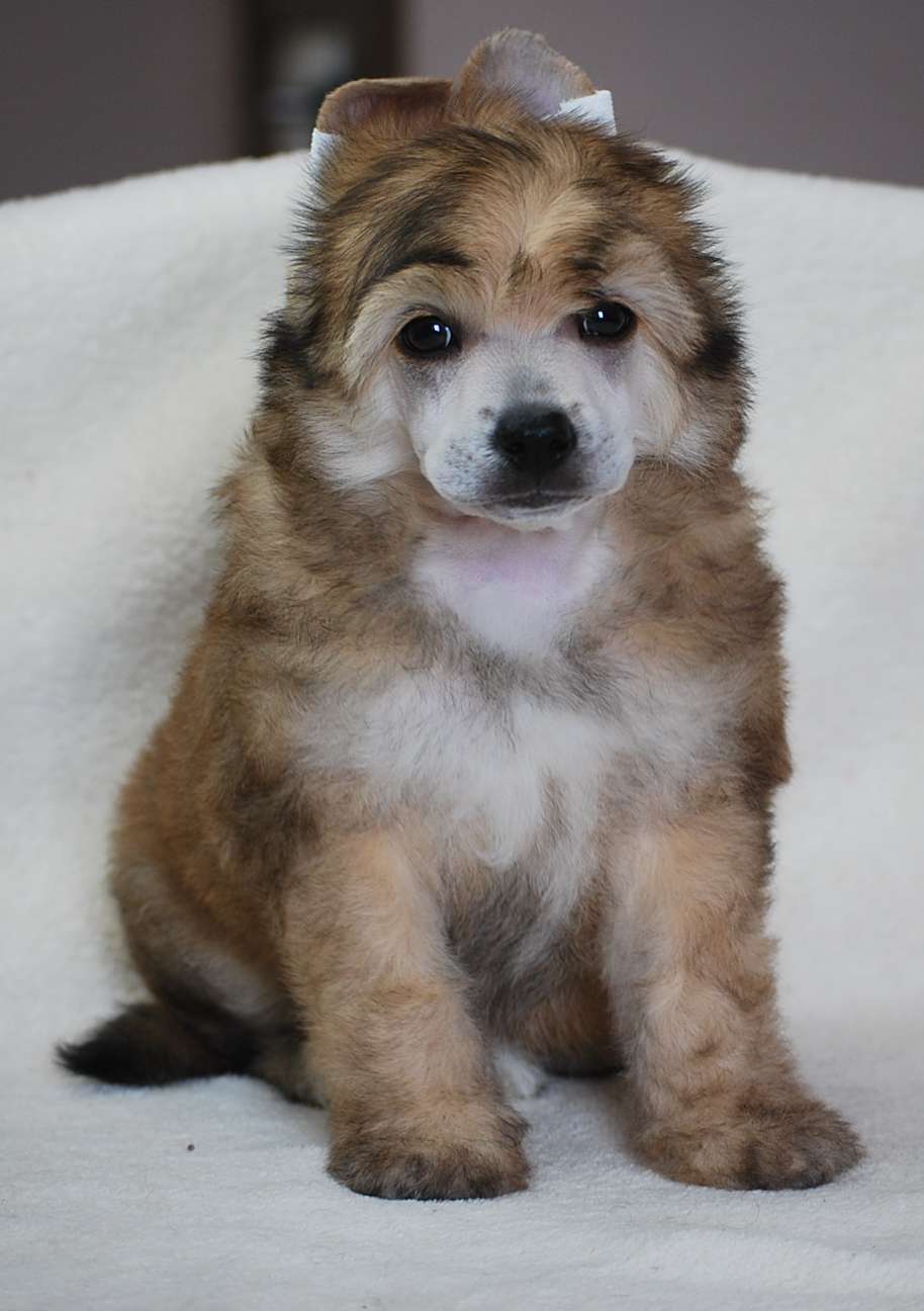 Little Dog Of Dream Mr Leader