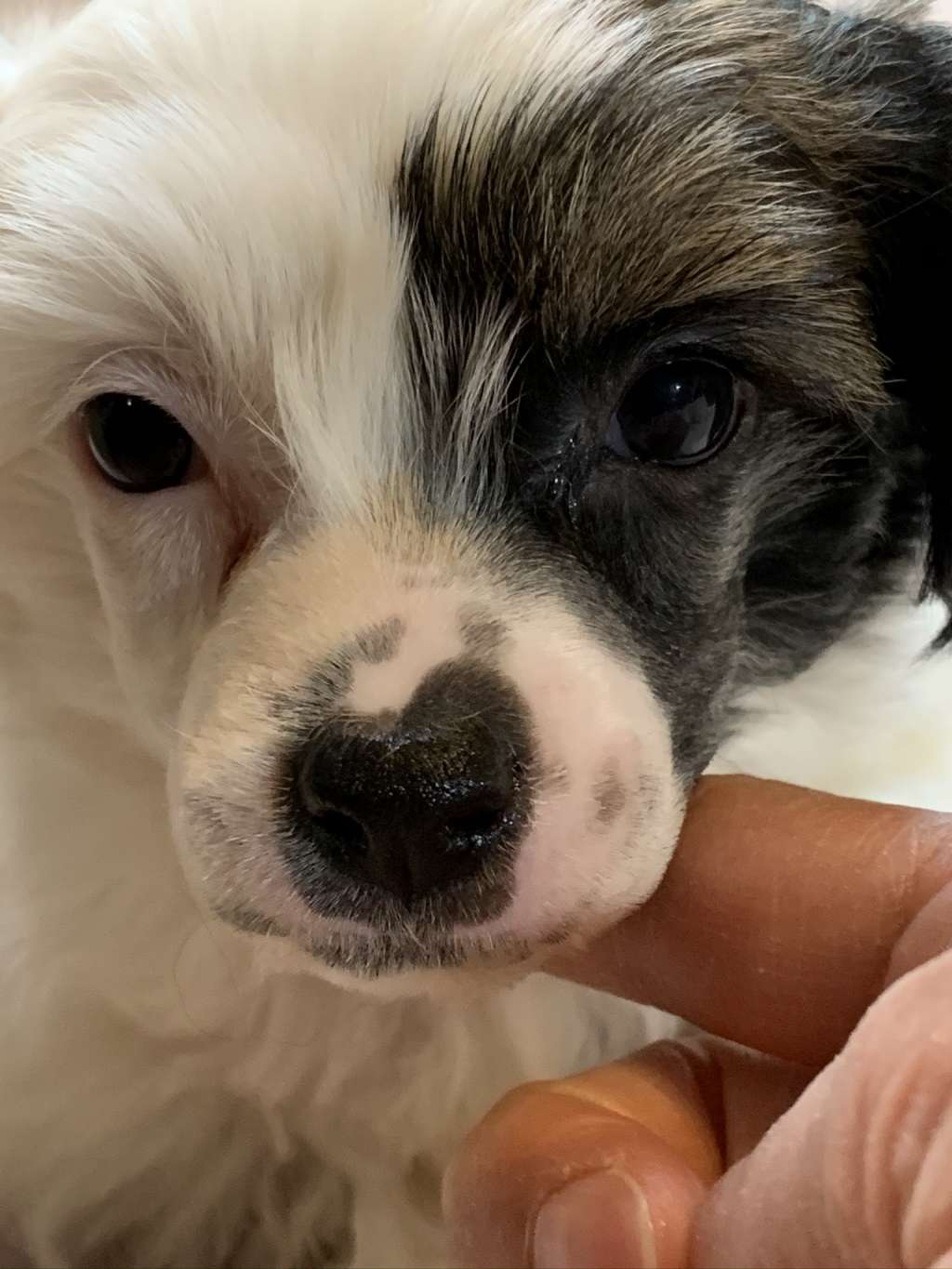 Eternity Sirius Jp Baldric