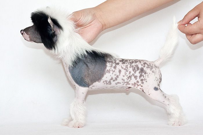 Status Imperial Shadow Art 