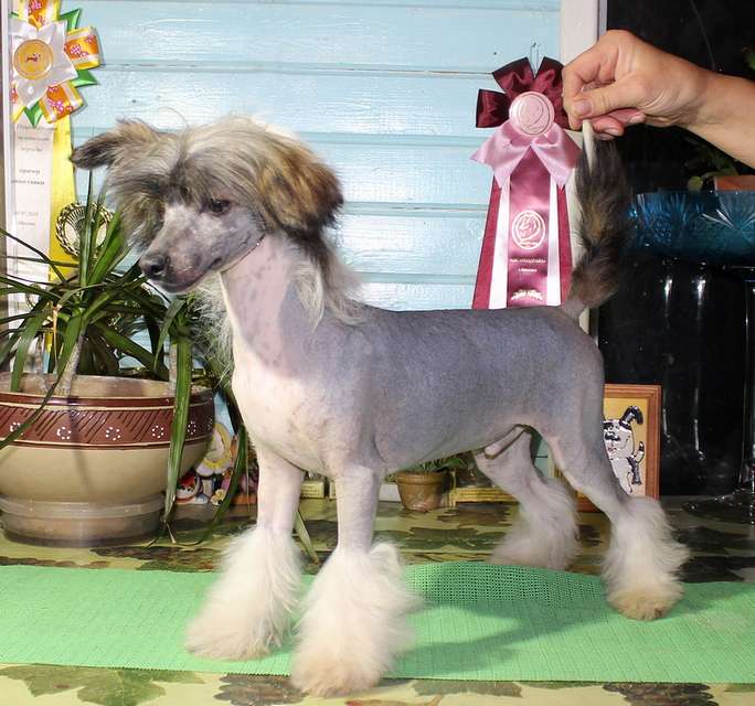 Angel O' Check Radmir