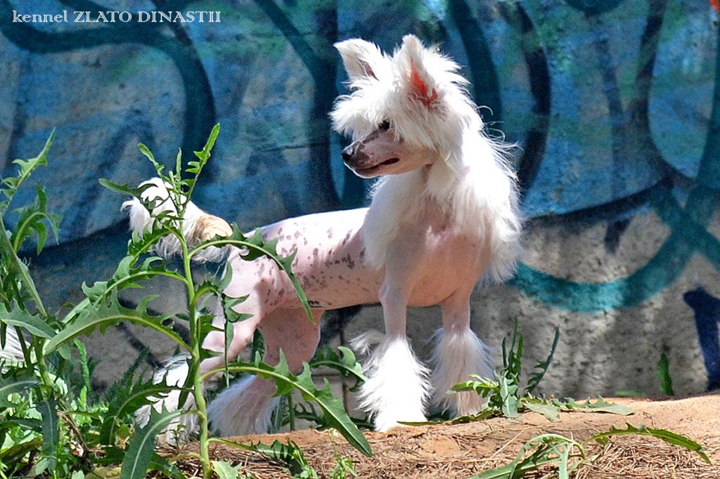 Zlato Dinastii  Yadviga