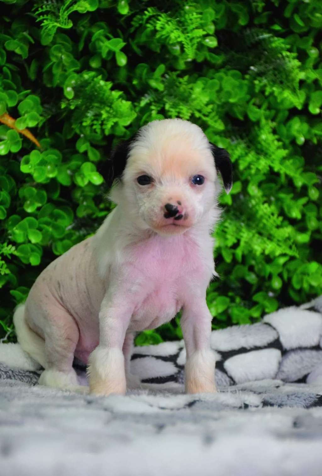 Yoda de Lybóriu's Legacy