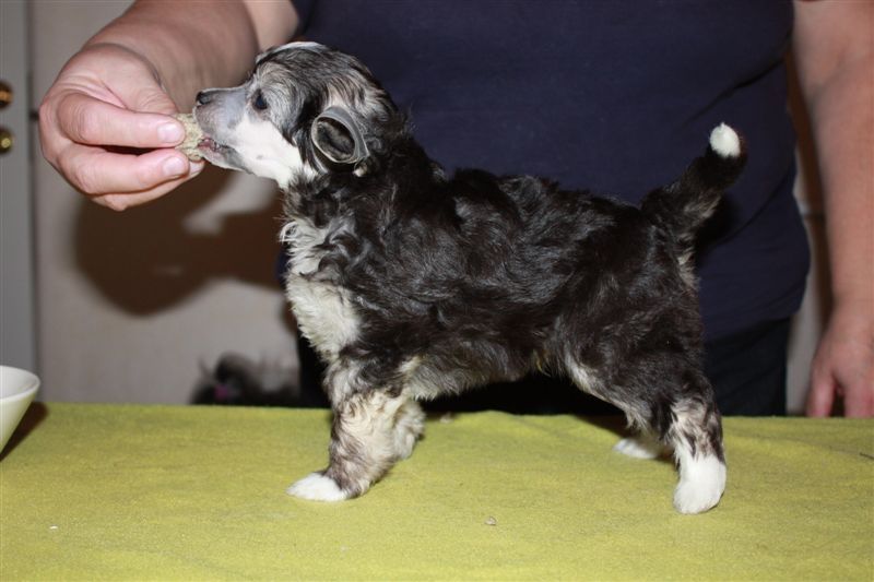 Zhannel's Smoke' N The Bandit