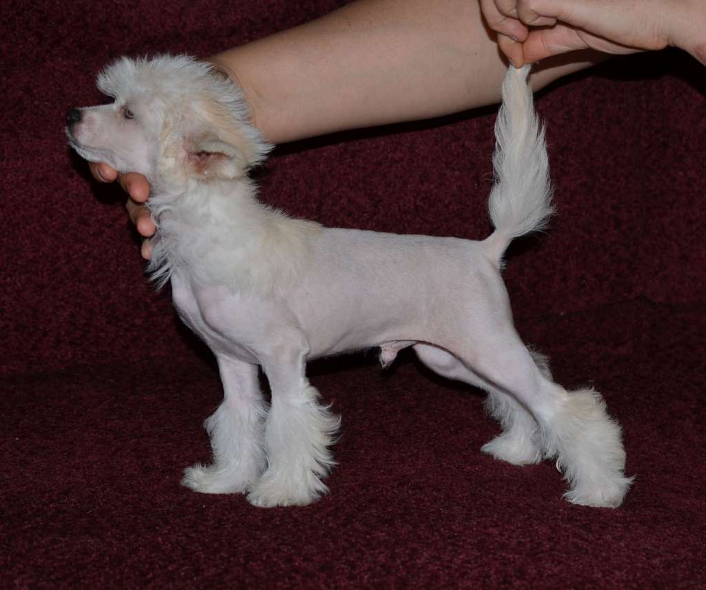 Magic of Success Beati Possidentes