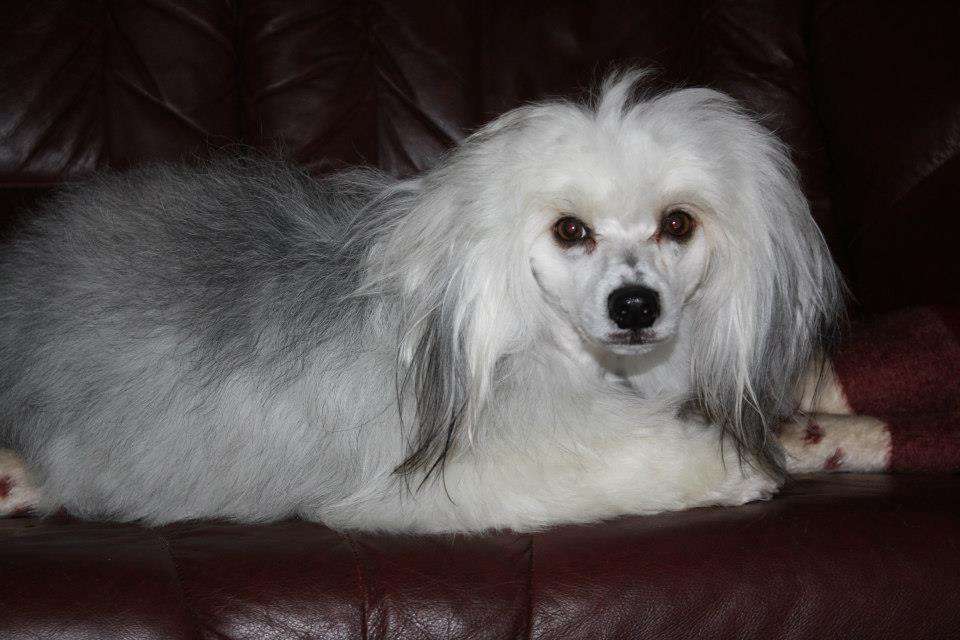 Amcockgarden's Georgeous Georgio