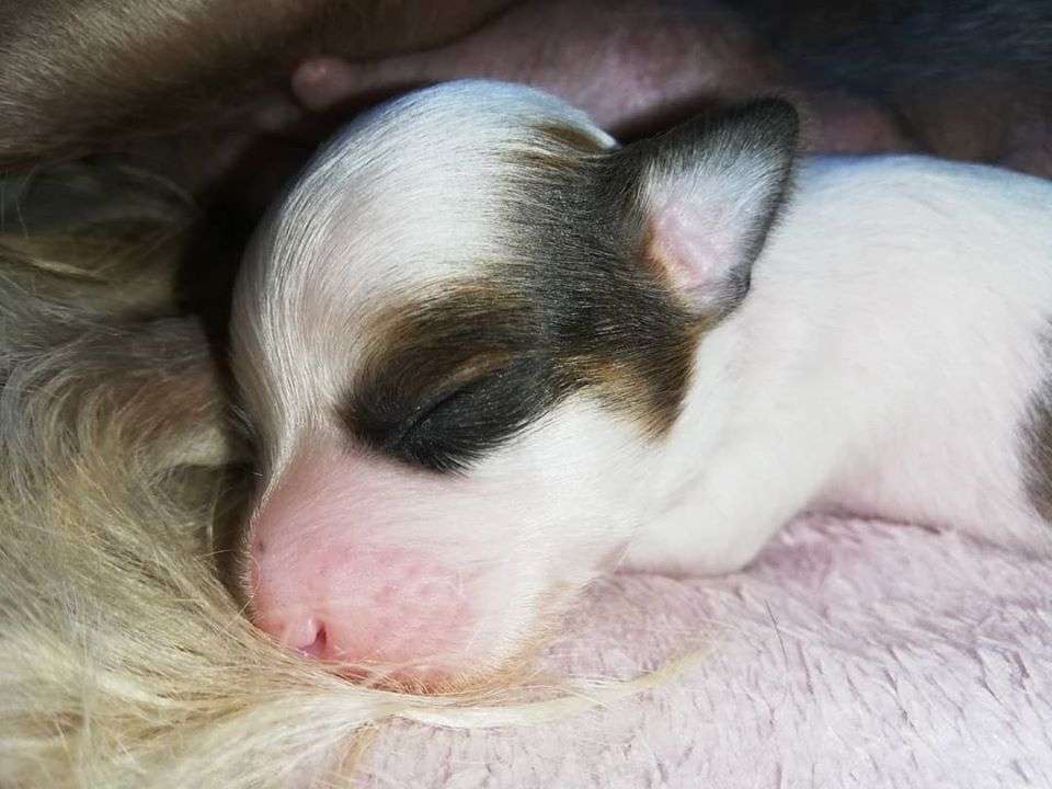 Joyway's Star Of India