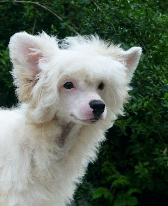 Be My Dog's Luke Skywalker