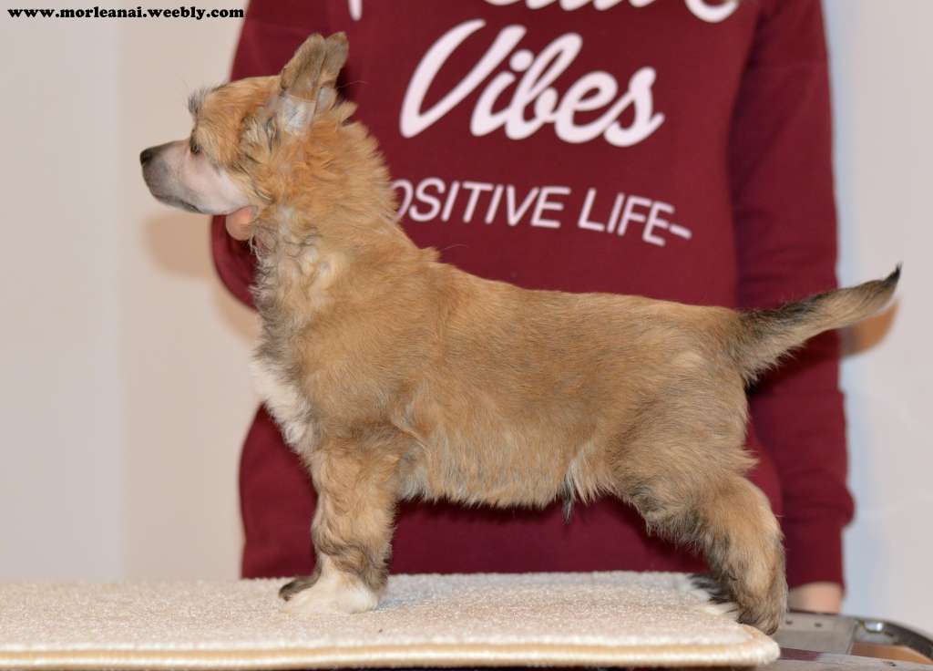 Zone Of Mind Mor Leanai