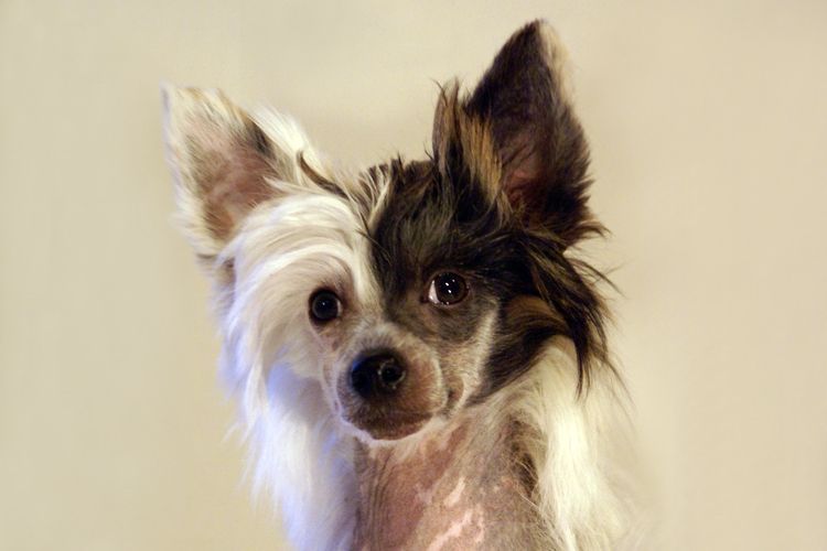 Old Chum's Onnenpoika