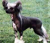 Lionheart Kristmas Klown