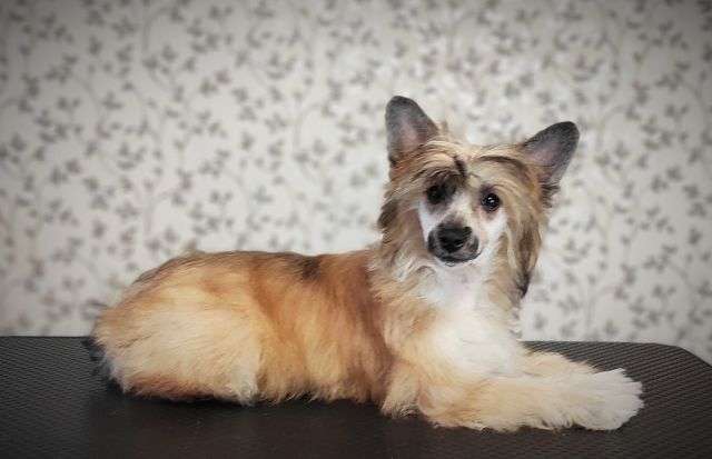 Star Show Bon Ami Riva