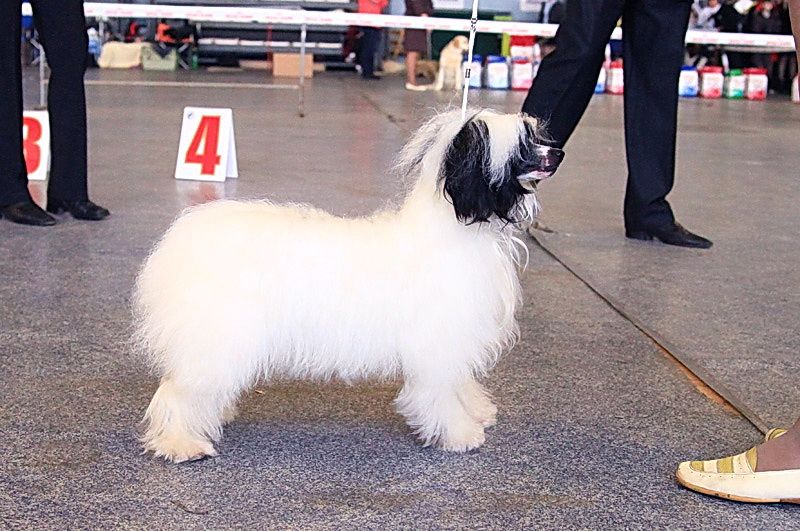 Irgen Gold Shirli Templ