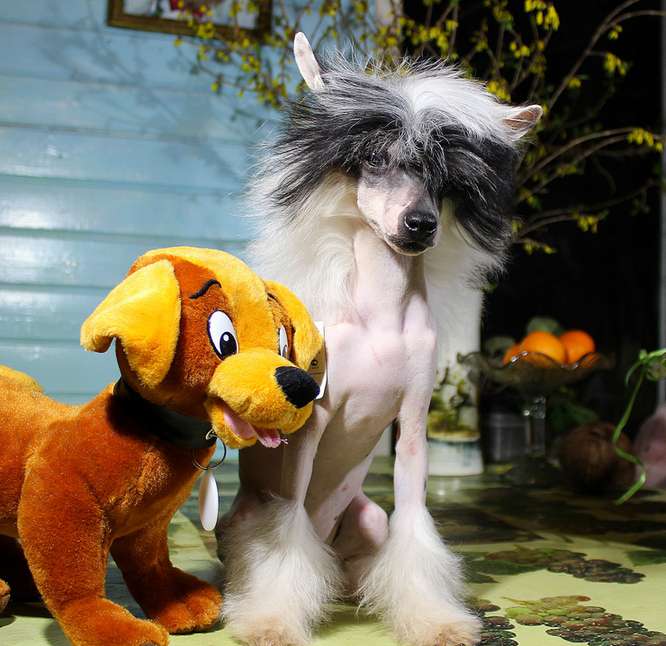 Miniatura Club Zinovia