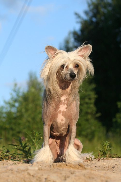 Chinese Pearl Hope's Black Magic