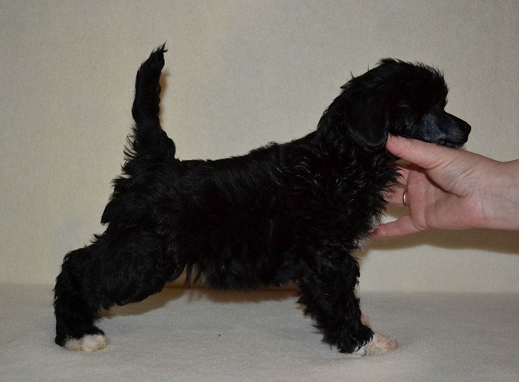 Volshebnaja Loshadka Ivori