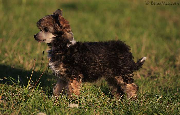 Belua Mea Without Fear