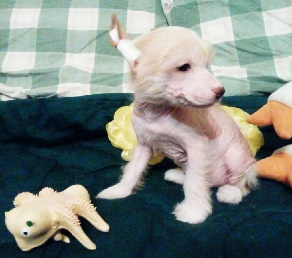 Family Mar'S Tzitrus