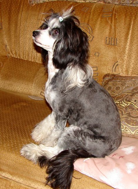 Shadow White Pandora's Secret