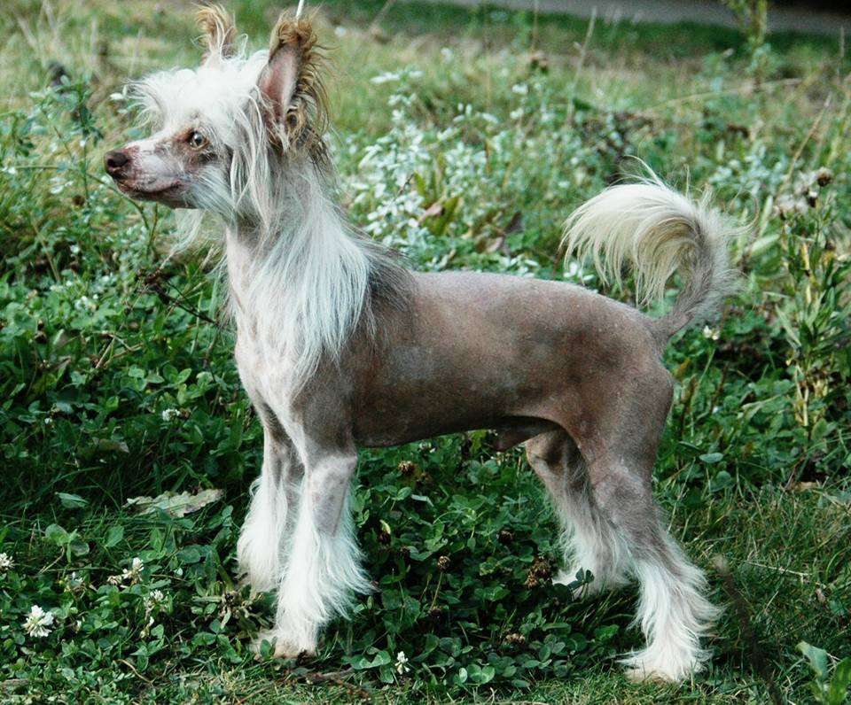 Star Show Bon Ami Schastlivchik Lakki