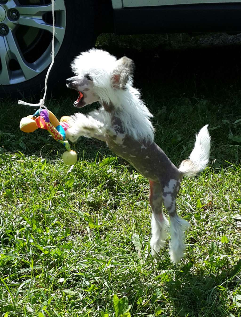 Charuyuschiy Soblazn Tsaritsa Tsvetov