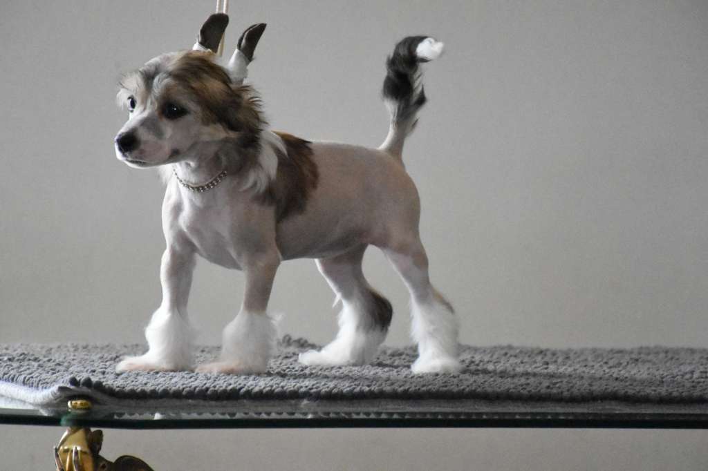 Quatie of the loving dols