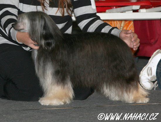 French Le Charmeur Al Maarii Sapphire