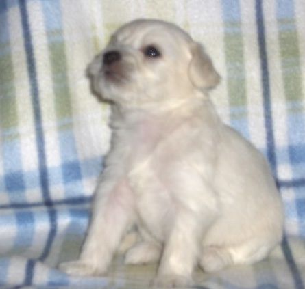 Sparkling Shadow's Addicted To Love