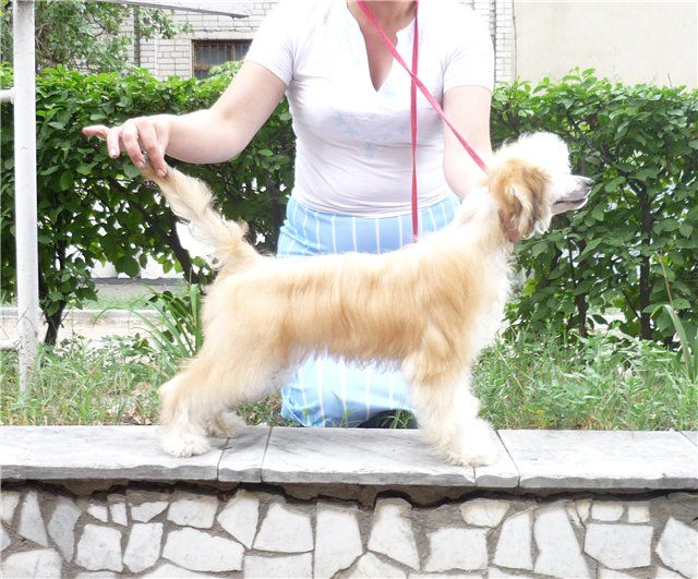 Yuvelir ot Volnogo Psa