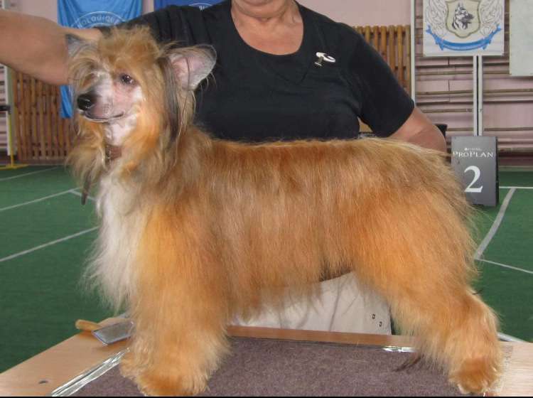 Magic of Success Kornelius